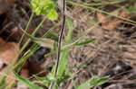 Eustis Lake beardtongue